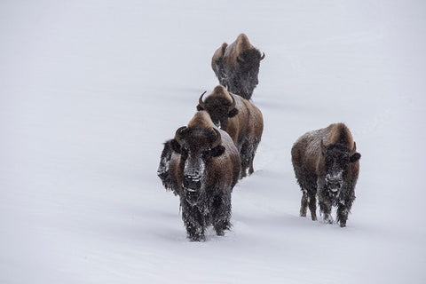 USA-Wyoming-Yellowstone National Park Bison herd in the snow White Modern Wood Framed Art Print with Double Matting by Hopkins, Cindy Miller