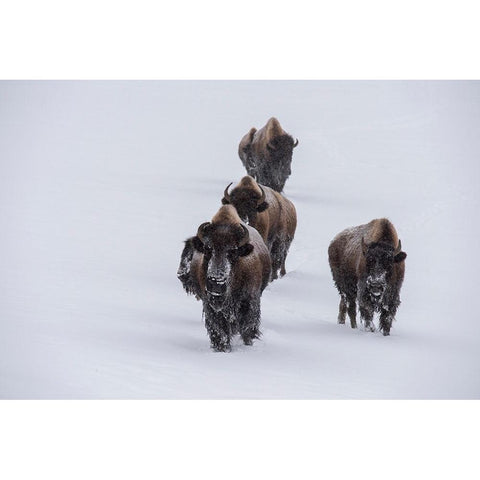 USA-Wyoming-Yellowstone National Park Bison herd in the snow White Modern Wood Framed Art Print by Hopkins, Cindy Miller