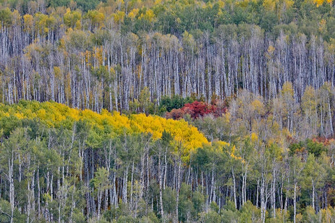 USA- Wyoming. Kebler Pass with Aspen grove in fall color Black Modern Wood Framed Art Print by Gulin, Darrell