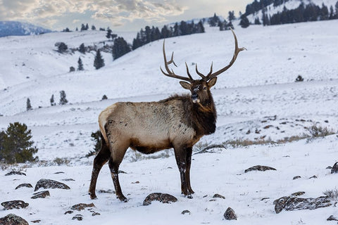 USA- Wyoming- Yellowstone National Park. Lone bull elk in snow Black Modern Wood Framed Art Print by Gulin, Darrell