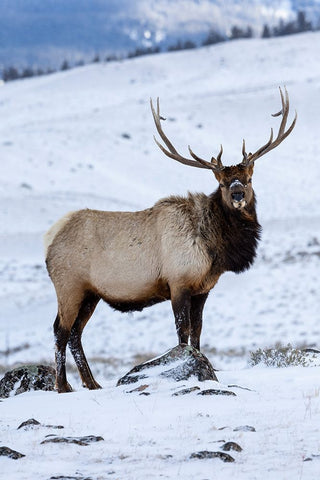 USA- Wyoming- Yellowstone National Park. Lone bull elk in snow White Modern Wood Framed Art Print with Double Matting by Gulin, Darrell