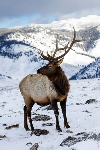 USA- Wyoming- Yellowstone National Park. Lone bull elk in snow White Modern Wood Framed Art Print with Double Matting by Gulin, Darrell