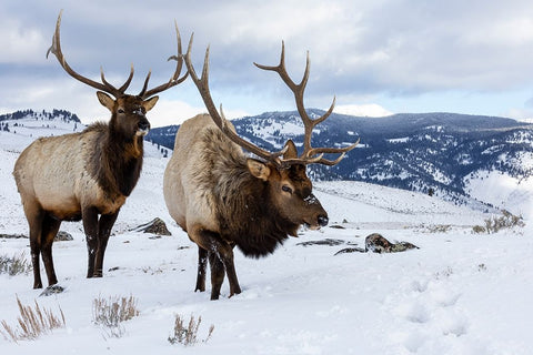 USA- Wyoming- Yellowstone National Park. Pair of bull elk in snow White Modern Wood Framed Art Print with Double Matting by Gulin, Darrell