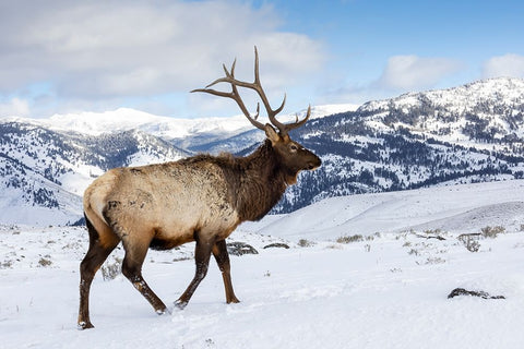 USA- Wyoming- Yellowstone National Park. Lone bull elk in snow White Modern Wood Framed Art Print with Double Matting by Gulin, Darrell