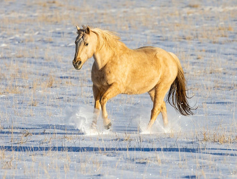 USA- Shell- Wyoming. Hideout Ranch lone horse in snow.  Black Modern Wood Framed Art Print by Gulin, Darrell
