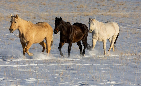 USA- Shell- Wyoming. Hideout Ranch with small herd of horses in snow.  Black Ornate Wood Framed Art Print with Double Matting by Gulin, Darrell