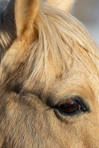 USA- Shell- Wyoming. Hideout Ranch close-up of horses eye.  Black Modern Wood Framed Art Print by Gulin, Darrell