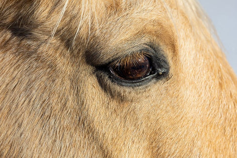 USA- Shell- Wyoming. Hideout Ranch close-up of horses eye.  White Modern Wood Framed Art Print with Double Matting by Gulin, Darrell