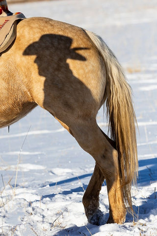 USA- Shell- Wyoming. Hideout Ranch Shadow of cowhand with hat on side of horse.  Black Modern Wood Framed Art Print by Gulin, Darrell