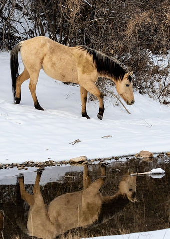 USA- Shell- Wyoming. Hideout Ranch lone horse in reflection Shell creek.  Black Ornate Wood Framed Art Print with Double Matting by Gulin, Darrell