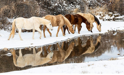 USA- Shell- Wyoming. Hideout Ranch horses in reflection Shell Creek.  Black Modern Wood Framed Art Print by Gulin, Darrell