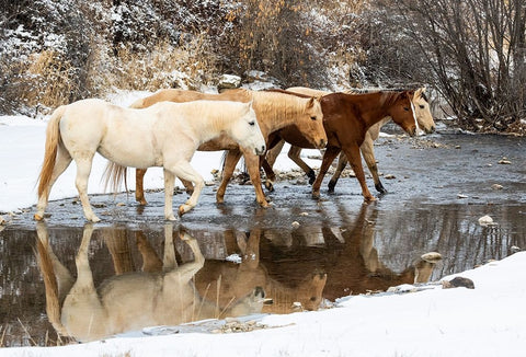 USA- Shell- Wyoming. Hideout Ranch horses in reflection Shell Creek.  Black Ornate Wood Framed Art Print with Double Matting by Gulin, Darrell