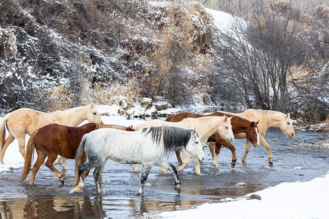 USA- Shell- Wyoming. Hideout Ranch horses in reflection Shell Creek.  White Modern Wood Framed Art Print with Double Matting by Gulin, Darrell