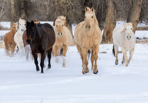 USA- Shell- Wyoming. Hideout Ranch with small herd of horses in snow.  Black Modern Wood Framed Art Print by Gulin, Darrell