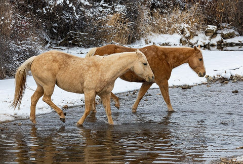 USA- Shell- Wyoming. Hideout Ranch pair of horses in snow.  White Modern Wood Framed Art Print with Double Matting by Gulin, Darrell