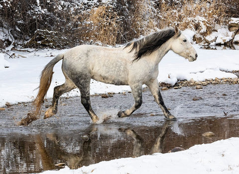 USA- Shell- Wyoming. Hideout Ranch lone horse in snow.  White Modern Wood Framed Art Print with Double Matting by Gulin, Darrell