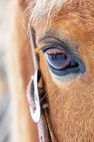USA- Shell- Wyoming. Hideout Ranch close-up of horses eye.  White Modern Wood Framed Art Print with Double Matting by Gulin, Darrell