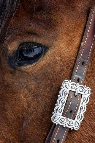 USA- Shell- Wyoming. Hideout Ranch close-up of horses eye.  Black Modern Wood Framed Art Print by Gulin, Darrell