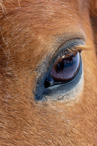 USA- Shell- Wyoming. Hideout Ranch close-up of horses eye.  White Modern Wood Framed Art Print with Double Matting by Gulin, Darrell