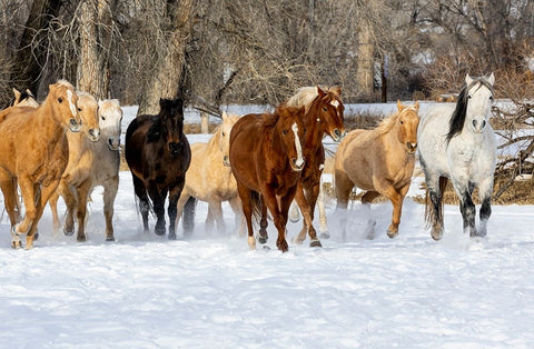 USA- Shell- Wyoming. Hideout Ranch with small herd of horses in snow.  White Modern Wood Framed Art Print with Double Matting by Gulin, Darrell