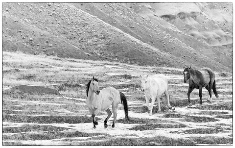 USA- Shell- Wyoming. Hideout Ranch with small herd of horses in snow.  White Modern Wood Framed Art Print with Double Matting by Gulin, Darrell