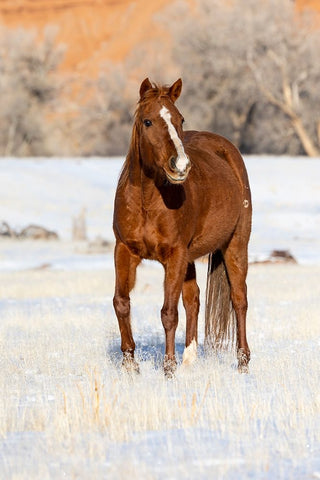 USA- Shell- Wyoming. Hideout Ranch lone horse in snow.  White Modern Wood Framed Art Print with Double Matting by Gulin, Darrell