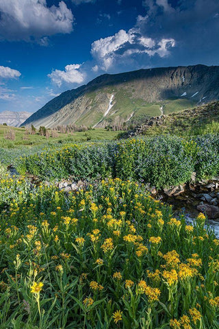Arnica and bluebell wildflowers next to creek-Absaroka Mountains near Cody and Meeteetse-Wyoming White Modern Wood Framed Art Print with Double Matting by Garber, Howie