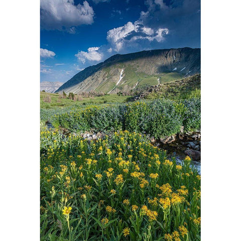 Arnica and bluebell wildflowers next to creek-Absaroka Mountains near Cody and Meeteetse-Wyoming Black Modern Wood Framed Art Print with Double Matting by Garber, Howie