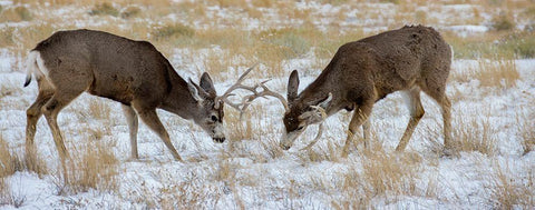 Young mule deer bucks play fighting-Rawlins-Wyoming-USA White Modern Wood Framed Art Print with Double Matting by Garber, Howie