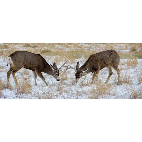 Young mule deer bucks play fighting-Rawlins-Wyoming-USA Gold Ornate Wood Framed Art Print with Double Matting by Garber, Howie