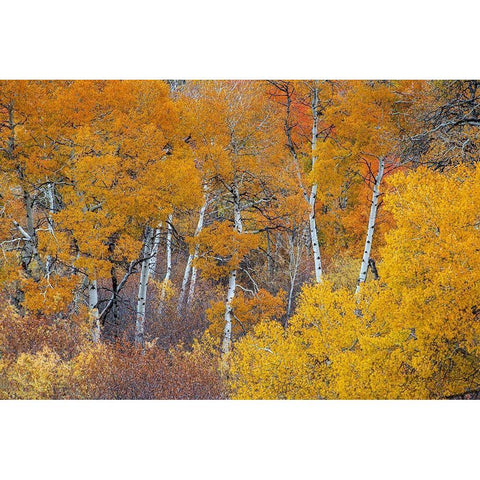 Yellow and orange Aspen trees with prominent trunks-Teton Valley-Wyoming Black Modern Wood Framed Art Print by Garber, Howie