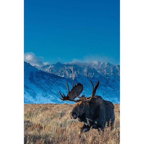 Bull moose portrait with Grand Teton National Park in background-Wyoming Gold Ornate Wood Framed Art Print with Double Matting by Garber, Howie