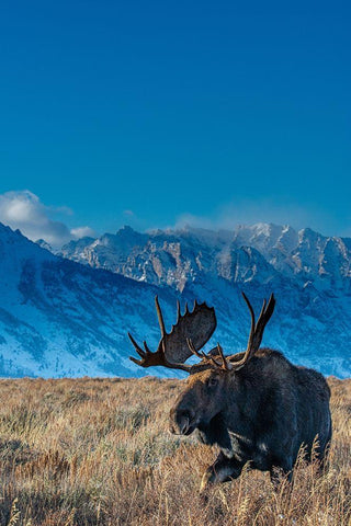 Bull moose portrait with Grand Teton National Park in background-Wyoming Black Ornate Wood Framed Art Print with Double Matting by Garber, Howie
