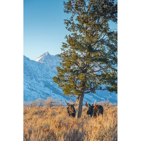 Bull moose vie for dominance at evergreen tree Grand Teton-National Park-Wyoming Black Modern Wood Framed Art Print with Double Matting by Garber, Howie
