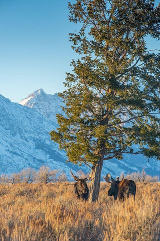 Bull moose vie for dominance at evergreen tree Grand Teton-National Park-Wyoming White Modern Wood Framed Art Print with Double Matting by Garber, Howie