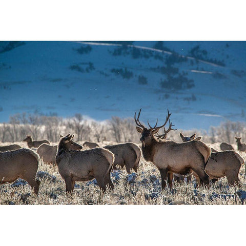 Bull elk towers over his harem of four females Grand Teton National Park-Wyoming Gold Ornate Wood Framed Art Print with Double Matting by Garber, Howie