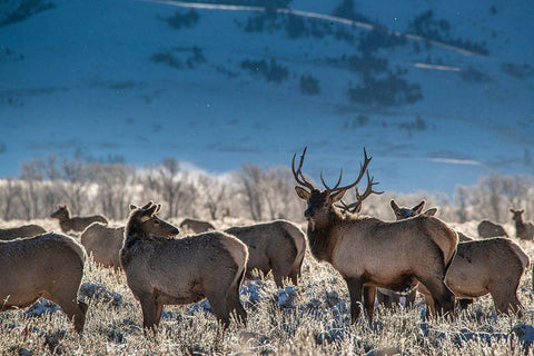 Bull elk towers over his harem of four females Grand Teton National Park-Wyoming Black Ornate Wood Framed Art Print with Double Matting by Garber, Howie