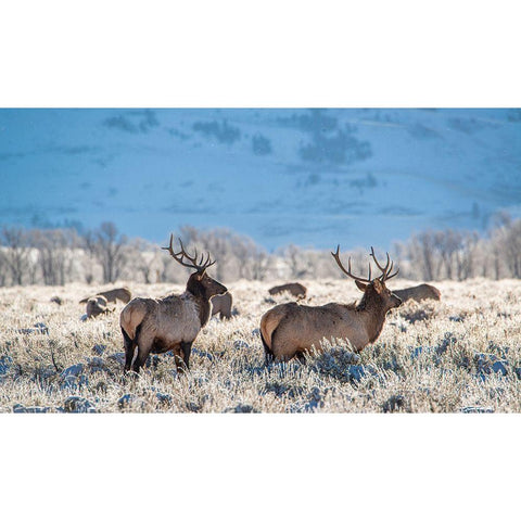 Two Bull elk graze in sagebrush-Grand Teton National Park-Wyoming Gold Ornate Wood Framed Art Print with Double Matting by Garber, Howie
