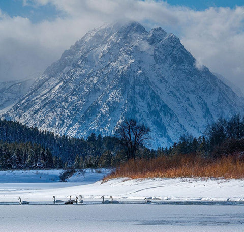 Flock of Trumpeter swans swim at Oxbow Bend in front of Mount Moran-Grand Teton National Park Black Ornate Wood Framed Art Print with Double Matting by Garber, Howie