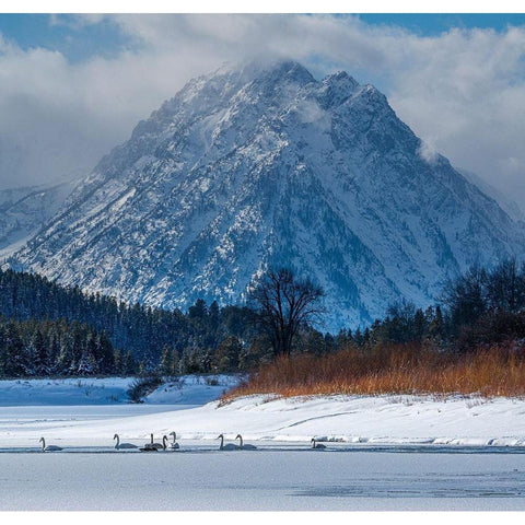 Flock of Trumpeter swans swim at Oxbow Bend in front of Mount Moran-Grand Teton National Park Gold Ornate Wood Framed Art Print with Double Matting by Garber, Howie