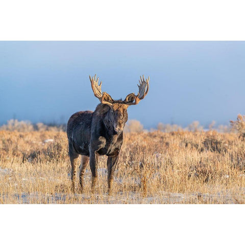 Eye contact from Bull Moose-Grand Teton National Park-Wyoming Gold Ornate Wood Framed Art Print with Double Matting by Garber, Howie