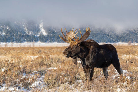 Bull moose portrait with snowy Grand Teton National Park in background-Wyoming Black Ornate Wood Framed Art Print with Double Matting by Garber, Howie