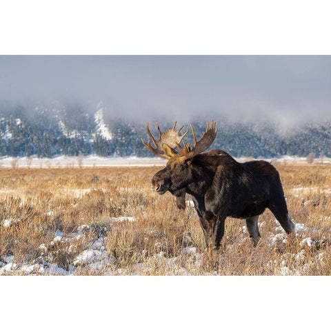 Bull moose portrait with snowy Grand Teton National Park in background-Wyoming Gold Ornate Wood Framed Art Print with Double Matting by Garber, Howie