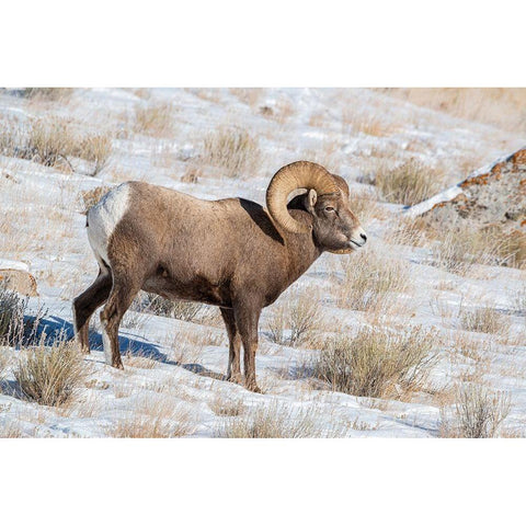 Large Bighorn Ram grazing in meadow-National elk Reserve near Grand Teton National Park-Wyoming Gold Ornate Wood Framed Art Print with Double Matting by Garber, Howie