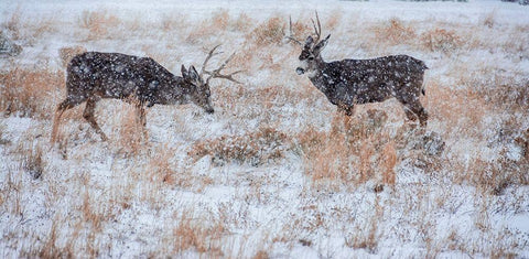 Mule Deer Bucks graze in snowstorm-Wyoming White Modern Wood Framed Art Print with Double Matting by Garber, Howie