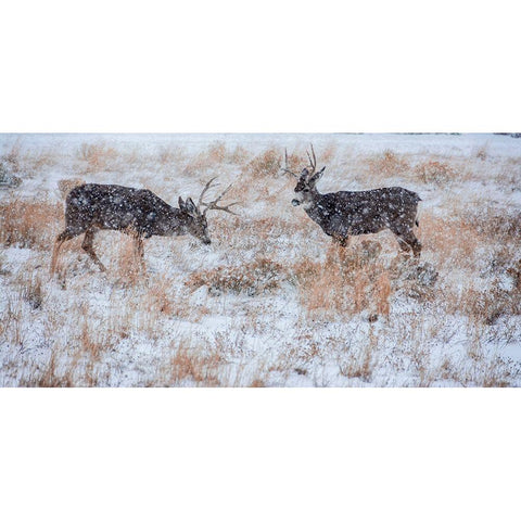 Mule Deer Bucks graze in snowstorm-Wyoming Black Modern Wood Framed Art Print by Garber, Howie