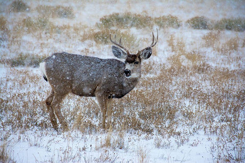 Mule Deer Bucks graze in snowstorm-Wyoming Black Ornate Wood Framed Art Print with Double Matting by Garber, Howie