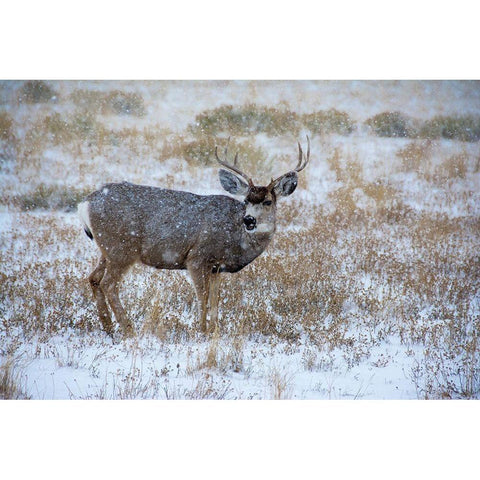 Mule Deer Bucks graze in snowstorm-Wyoming Black Modern Wood Framed Art Print by Garber, Howie
