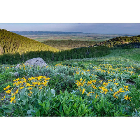 USA-Wyoming-Arrowleaf balsamroot wildflowers in meadow-summer-Caribou-Targhee National Forest Black Modern Wood Framed Art Print by Garber, Howie
