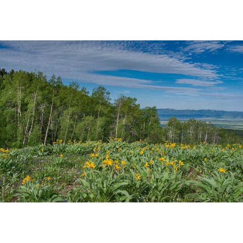 USA-Wyoming-Arrowleaf balsamroot wildflowers and Aspen Trees in meadow Black Modern Wood Framed Art Print by Garber, Howie